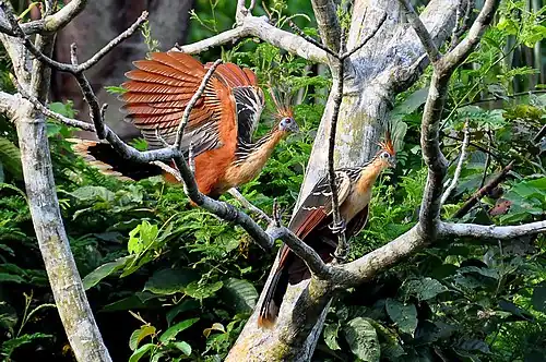 Hoatzin