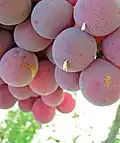 Grapes with fresh cocoons attached