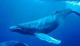 A humpback whale swimming