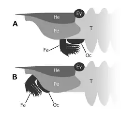 Interpretations of the frontal appendages' and mouthparts' positions; A based on articulated specimens, B based on speculation from Cambroraster