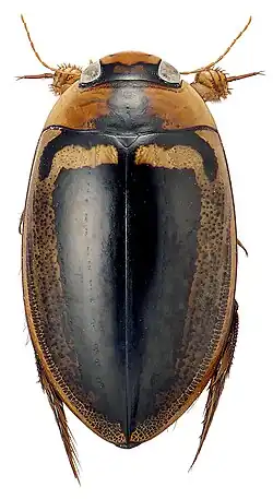 Hydaticus luczonicus