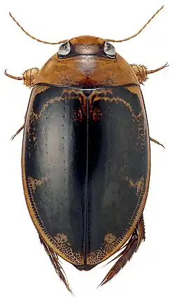 Hydaticus pacificus