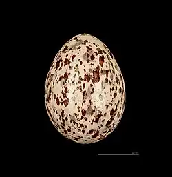 Egg of Hypsipetes madagascariensis MHNT