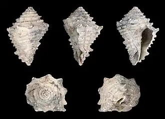 Hystrivasum horridum