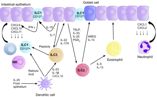 A diagram of the different ILC subsets, present in the intestinal mucosa, and how they all interact with one another, and different effector cells, in order to maintain intestinal homeostasis. Image include the cytokines involved in signalling between the different ILCs, and the intestinal epithelium.