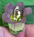 Atropa belladonna L. Single flower angled to show both exterior and interior.