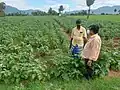 I P.Krishnan from SIMCO supervising Vellore Spiny Brinjal crops