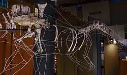 Mounted partial skeleton of a spinosaurid dinosaur with a wave-like sail at a museum