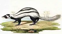 Painting of a black and white weasel-like animal