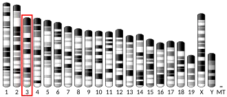 Chromosome 3 (mouse)