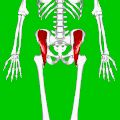 Position of iliacus muscle (shown in red). Animation.