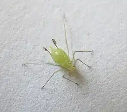 Illinoia liriodendri from the underside of leaf of tulip tree (Liriodendron tulipifera)