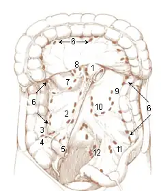 Lymph nodes of the large intestine and lower abdomen