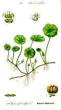 Hydrocotyle vulgaris