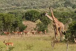 Two giraffes stand, surrounded by impalas (a type of antelope).