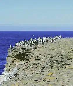 Imperial shags on outcrop on Sea Lion Island