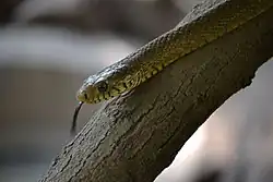 Indian rat snake on a branch
