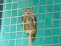 Indian eagle-owl