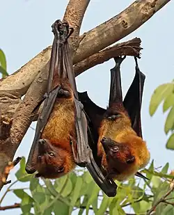 Brown bats