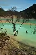 Dead trees on the shore of Kawah Putih