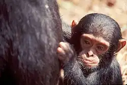 A chimpanzee infant clinging to an adult