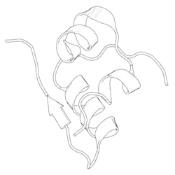 Black-and-white ribbon diagram of a pig insulin monomer.