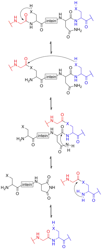 mechanism of protein splicing involving inteins