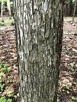 Bark of a mature tree