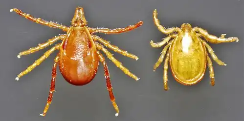 Ixodes holocyclus ixodid ticks, female and male, dorsal