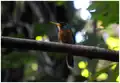 Jacamar cara azul