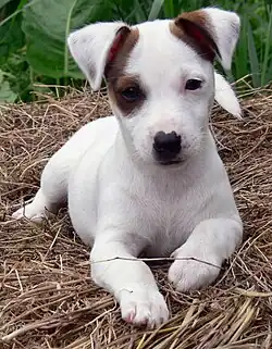 A smooth-coated Jack Russell terrier puppy