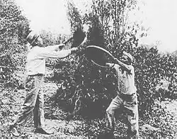 Japanese immigrants working on coffee plantation