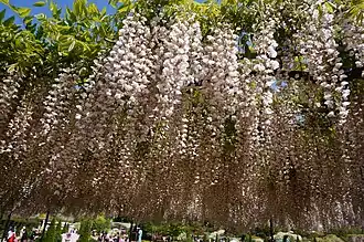 Light pink wisteria at Ashikaga Flower Park