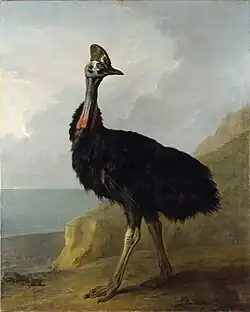 Cassowary (1745), 161.9 x 127.4&nbsp;cm., Staatliches Museum Schwerin