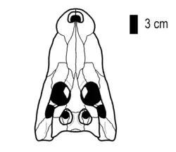 Skull reconstruction of Jiangxisuchus, scalebar = 3 cm