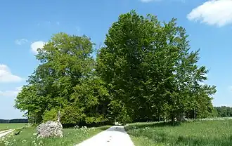 Judenbusch on 16 May 2020 (right the "Judenbusch")