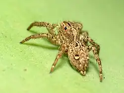 Plexippus paykulli on a green sheet