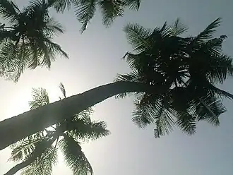 K.Pudur Village Coconut trees