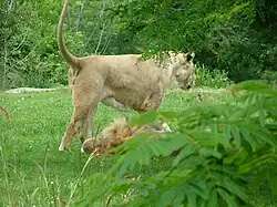 Lion and lioness at the zoo.