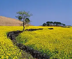 Bright yellow rapeseed plants and batdam are considered a quintessential sight on Jeju.[1]