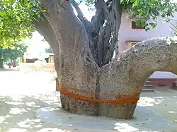 Kalpavriksha in Rajasthan. Two large trees trunks with sacred threads tied to it.