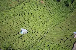Kamigare plantation in Ibigawa, Gifu Prefecture