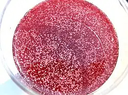 A red drink in a cup