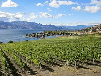 Vineyards of the central Okanagan Valley