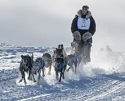 A pack of Husky dogs pulling a sled being ridden by a man on a snowy road.