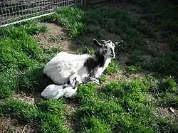 a black-and-white nanny and kid lying on the grass