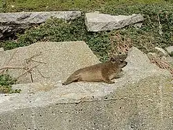Klipdassie in Betty's Bay, South Africa