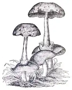 1829 illustration by J. L. Knapp