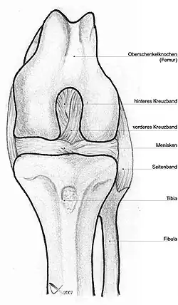 Image 58Dog knee (from Dog anatomy)