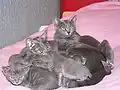 Female Korat cat with a litter of kittens